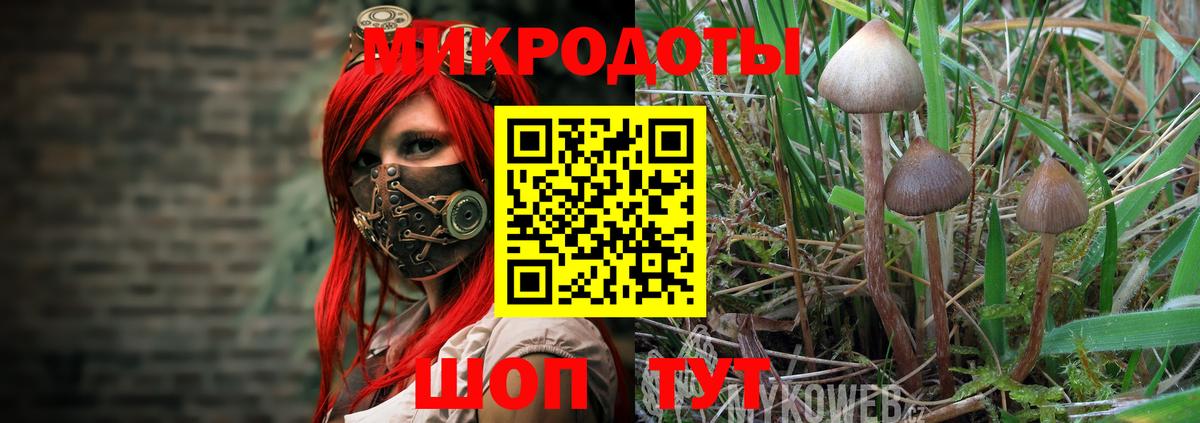Галлюциногенные грибы Psilocybine cubensis Вышний Волочёк